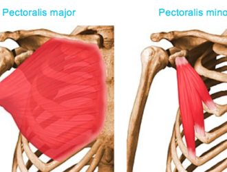 göğüs kası pectoralis major vücut ağırlığı ile çalıştırılması