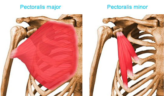 göğüs kası pectoralis major vücut ağırlığı ile çalıştırılması
