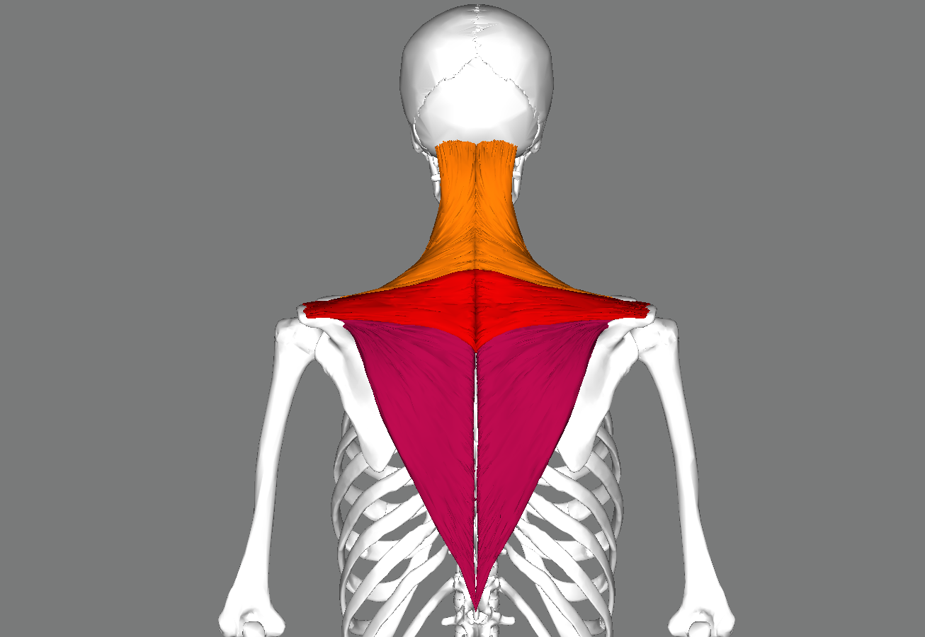 trapez kasinin gorunum ve postur etkisi